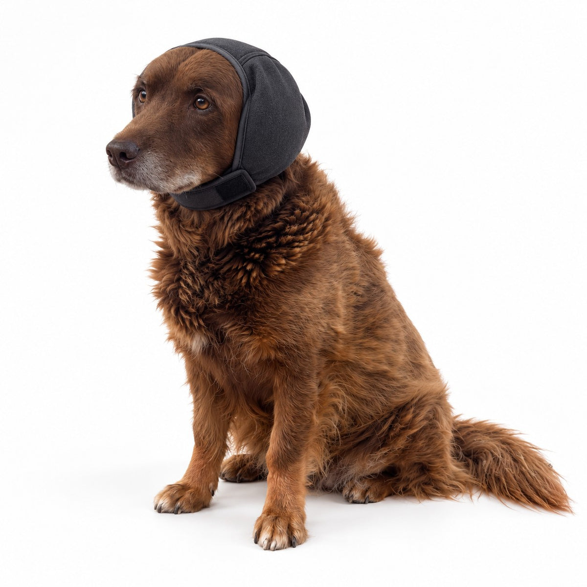 Perro sentado con las orejeras PaxEar 2.0 grises